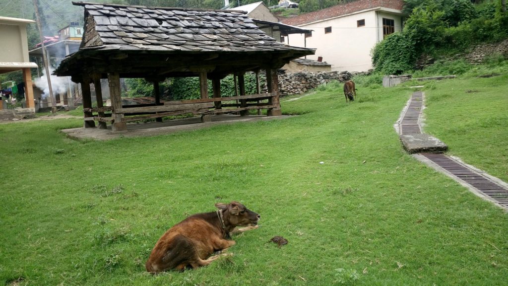 Cow, Goshala and Grass